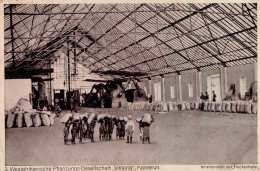 Kolonien Kamerun Victoria Innenansicht Der Trockenhalle 1915 I-II (Ecken Gestoßen) Colonies - Geschichte