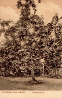 Kolonien Samoa Breadfruittree I-II Colonies - Geschiedenis