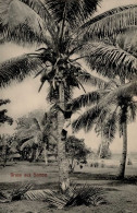 Kolonien Samoa Kokuspalmen I-II Colonies - History
