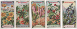 Delcampe - Lot 9 Chromos   Série 8 Ffleurs  Une épice - Aiguebelle