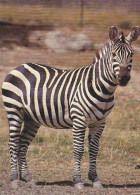 AK 157876 ZEBRA - Zebre