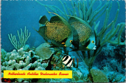 West Indies Netherland Antilles Underwater Scene French Angelfish - Sonstige & Ohne Zuordnung