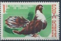 ROUMANIE - Pigeon Marron De Craiova (Columba Livia Forma Domestica) - Usado