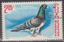 ROUMANIE - Pigeon Voyageur (Columba Livia Forma Domestica) - Usati