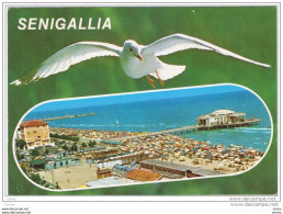 SENIGALLIA:  VISIONE  DEL  GABBIANO  -  FG - Senigallia