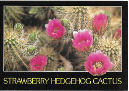 STRAWBERRY HEDGEHOG CACTUS, ARIZONA, UNITED STATES. UNUSED POSTCARD   Wt6 - Sukkulenten