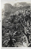 MONACO JARDIN EXOTIQUE  ALOES ET OPUNTIA N°12 - Exotic Garden