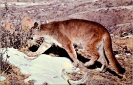 Lions Adult Mountain Lion - Lions