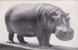 Hippopotamus Chicago Natural History Museum - Flusspferde