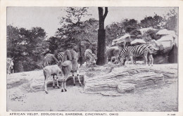 Zebras African Veldt Zoological Gardens Cincinnati Ohio - Cebras
