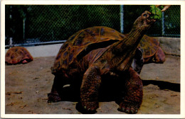 Giant Tortoise Galapagos Islands San Diego Zoo  - Tortues