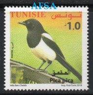 Tunisia 2018- La Pie (Pica Pica) - Piciformes (pájaros Carpinteros)