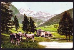 1909 Gelaufene AK (Dalpe) Aus Piumogna, Campo Tence. Zusatzstempel Piumogna Im Oval. Leventina - Campo