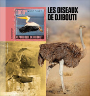 Djibouti 2023, Animals, Birds In Djibouti, Ostric, BF - Ostriches