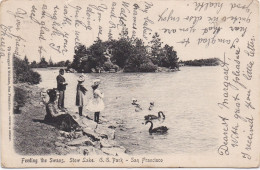 San Francisco - Feeding The Swans - Stow Lake G.G. Park - San Francisco