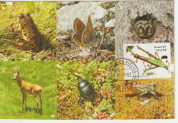 BRESIL. Timbre Mante Religieuse (praying Mantise) Zooléa.Carte Maximum Wildlife Of Brazil - Protection De L'environnement & Climat
