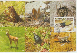 Coléoptère Rhinocéros Des Forêts Tropicales Du Bresil.Carte Maximum Wildlife Of Brazil - Lettres & Documents