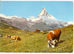 Postal  Suiza. Weide Bei Zermatt. Vacas Pastando. 7-sui95 - Matt