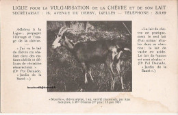 Belgique - Ixelles - Ligue Pour La Vulgarisation De La Chevre Et Son Lait - Mouche Chevre Alpine 1924 Goat - Elsene - Ixelles