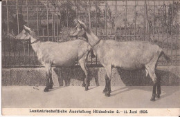 Allemagne  Hildesheim -Landwirtschaffliche Ausstellung 8_11 Juni 1906 Goat - Hildesheim