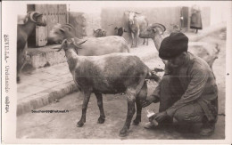 Espagne - Sevilla - Urdenando Cabras Goat - Sevilla (Siviglia)