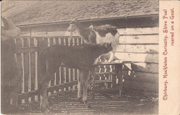 Royaume-Uni - Chirbury- Hockleton Curiosity, Shire Foal Reared On A Goat - Shropshire