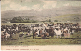 Afrique - Afrique Du Sud - On A South African Cattle Farm Goat - Sud Africa