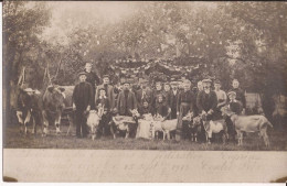 Belgique - Frasnes-Buissenal Le 15 Septembre 1912 (Contre Prés) Souvenir Du Concours De Fédération Caprine Goat - Frasnes-lez-Anvaing
