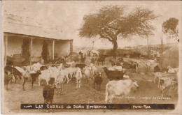 Argentine - Las Cabras De Dona Efigenia Goat - Argentinien