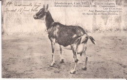 Belgique - Gent - Chèvre Indigène, 4 Ans, BELLA, Championnat. Lait 4,5 Litres 1908 Goat - Berlare