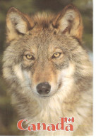 CANADA - Loup Gris (Canis Lupus) - Cartes Modernes