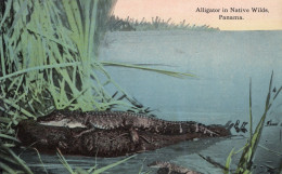 Panama-Alligators In The Native Wild 1910s - Antique Postcard - Panama