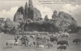 4912 79 Hamburg, Carl Hagenbeck's Tierpark Heufressergehege Löwenschlucht Und Felspartien. Unten Rechts Falte - Stellingen