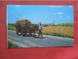 Native Mule Cart.   Barbados  Ref 6171 - Barbados