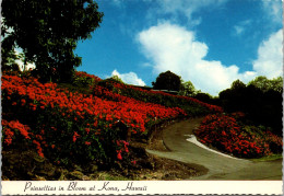 Hawaii Big Island Kona Poinsettias In Bloom - Hawaï