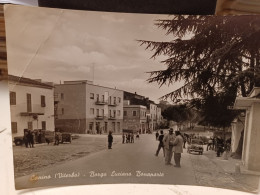 Delcampe - Cartolina Canino Provincia Viterbo , Borgo Luciano Bonaparte 1961 - Viterbo