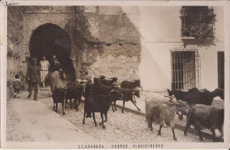 Espagne - Granada - Grenade - Las Tipicas Cabras Albaicineras Cabra Goat - Granada