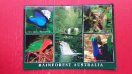 Rainforest Australia.Ulysses Butterfly.Green Tree Frog,Cassowary,King Parrot - Autres & Non Classés