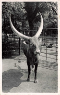 BELGIQUE - Antwerpen - Jardin Zoologique - Boeuf Watussi Du Congo - Carte Postale Ancienne - Antwerpen