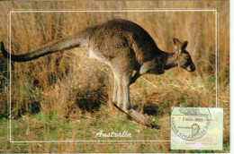 Australian Kangaroo /  Carte-maximum  DARWIN / NT AUSTRALIA 1990. Timbre ATM (automatic Teller Machine) - Automatenmarken [ATM]