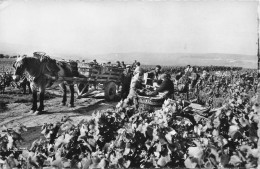 Agriculture * Vendanges En Champagne * Le Raisin Quitte La Vigne * Vendangeurs Vin Alcool - Vines