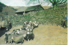 HERDWICK SHEEP, TROUTBECK PARK, WINDERMERE, CUMBRIA, ENGLAND. UNUSED POSTCARD    Wt8 - Windermere