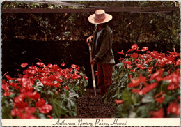 Hawaii Big Island Pahoa Scene In An Anthurium Nursery - Big Island Of Hawaii