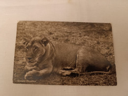 ANTIQUE PHOTO POSTCARD MOZAMBIQUE GORONGOSA - LIONESS RESTING CIRCULATED TO PORTUGAL VILA NERY CANCEL 1962 - Mozambique