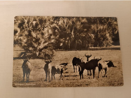 ANTIQUE PHOTO POSTCARD MOZAMBIQUE GORONGOSA - GNUS CIRCULATED TO PORTUGAL 1962 - Mozambique