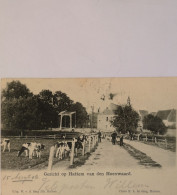 Hattem // Gezicht Op - Van Den Hoenwaard (Koeien) 1906 Vouw En Vlek - Hattem