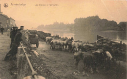MILITARIA -  Régiments - Armée Belge - Les Chevaux à L'abreuvoir - Carte Postale Ancienne - Regimente