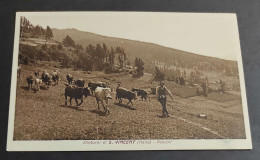 Cartolina Dintorni Di S. Vincent (Italia) - Pascoli                                                                      - Aosta