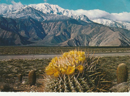 A Springtime Contrast On The Desert Yellow Blossom On A Giant Barrel Cactus - Cactussen