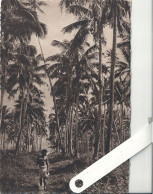 Samoa, Paysage - Samoa